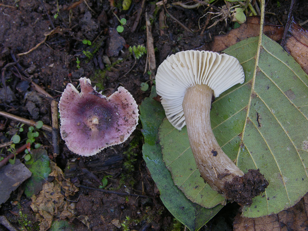 Russula leprosa (Bres.) Crawshay